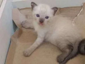 Gato raça SDR idade 2 a 6 meses nome Sem nome