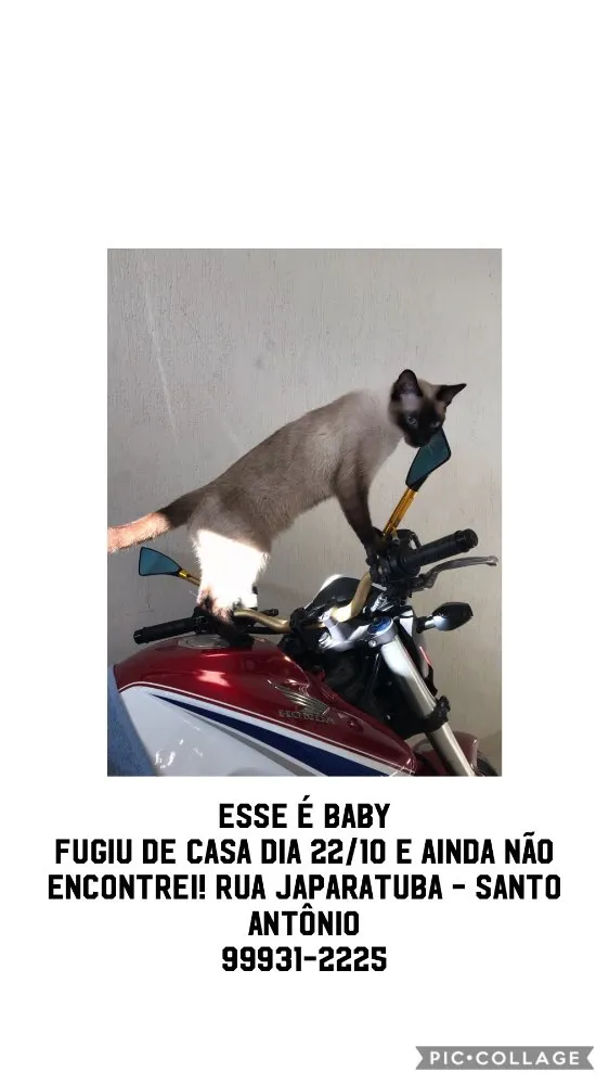 Gato ra a Sialata idade 3 anos nome Baby