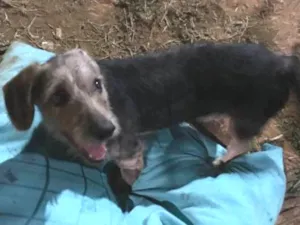 Cachorro raça  idade 7 a 11 meses nome Não sei