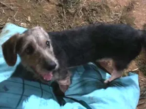 Cachorro raça  idade 7 a 11 meses nome Não sei