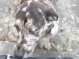 Cacau