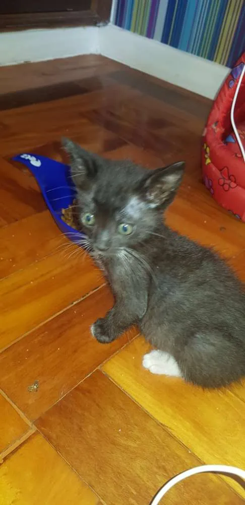 Gato ra a SRD idade Abaixo de 2 meses nome 4 irmãos 