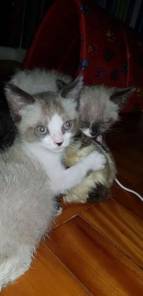 Gato ra a SRD idade Abaixo de 2 meses nome 4 irmãos 