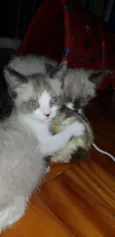 4 irmãos