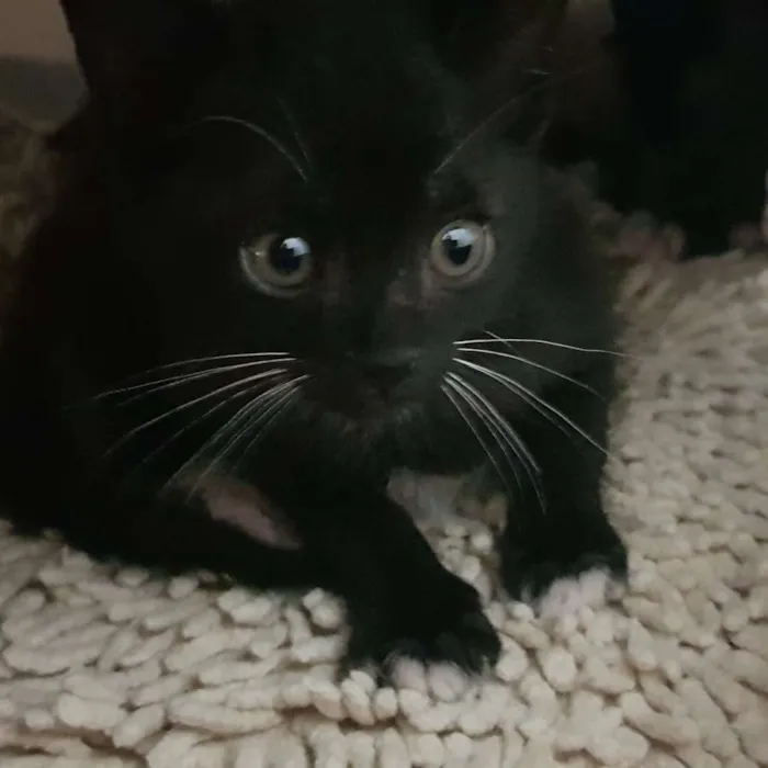 Gato ra a SRD idade Abaixo de 2 meses nome 4 irmãos 