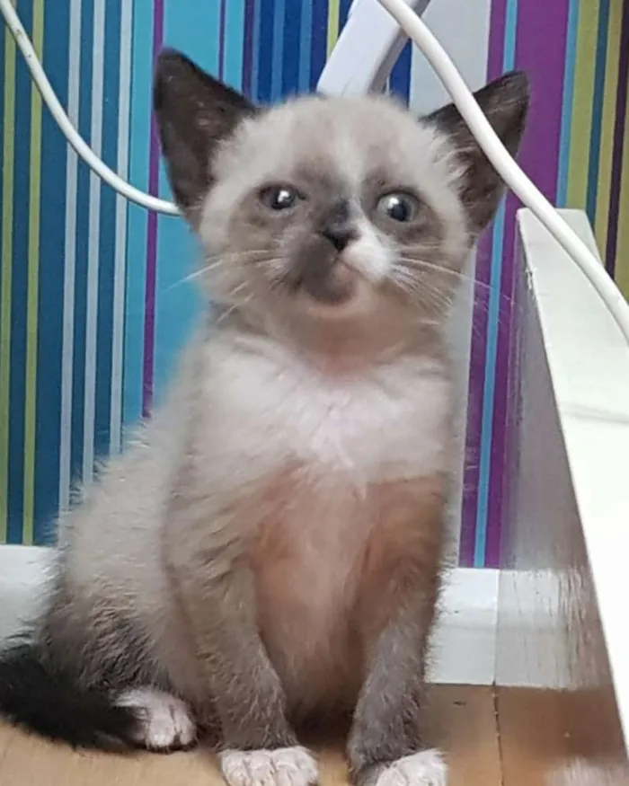 Gato ra a SRD idade Abaixo de 2 meses nome 4 irmãos 