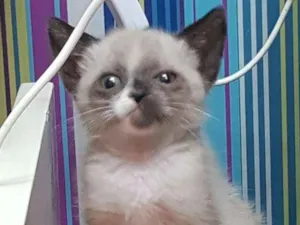 Gato raça SRD idade Abaixo de 2 meses nome 4 irmãos 