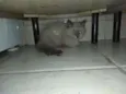 Gatinho sem nome