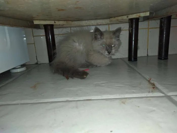 Gato ra a Vira lata idade 2 a 6 meses nome Gatinho sem nome