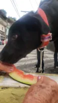 Lui