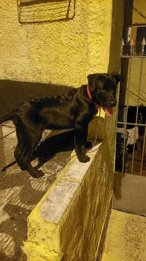 Cachorro ra a Labrador com golden idade 2 a 6 meses nome Lui