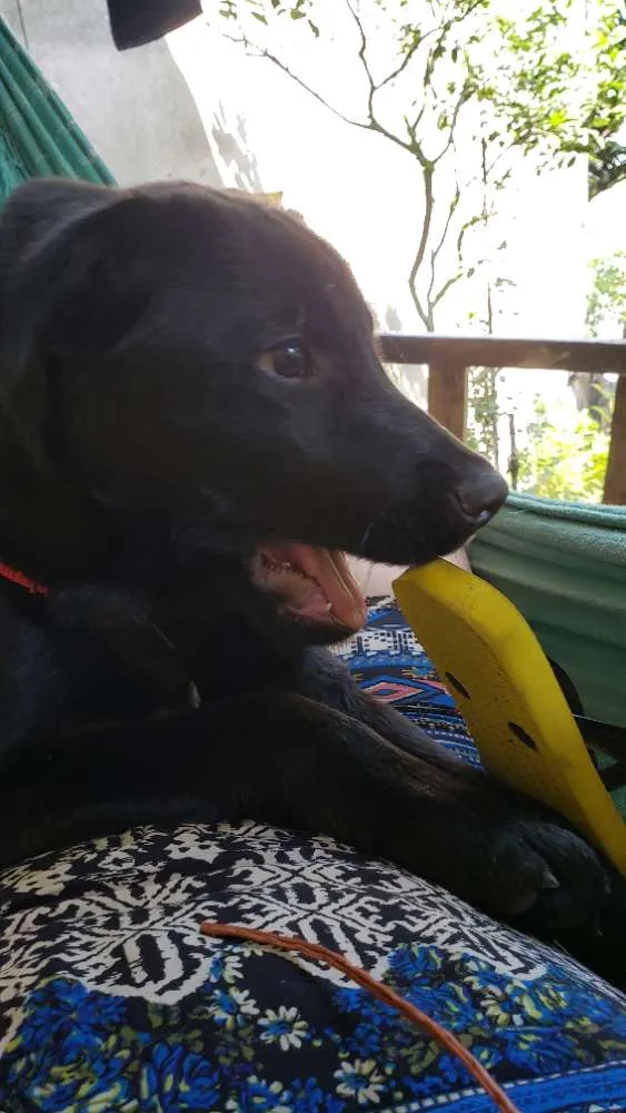 Cachorro ra a Labrador com golden idade 2 a 6 meses nome Lui