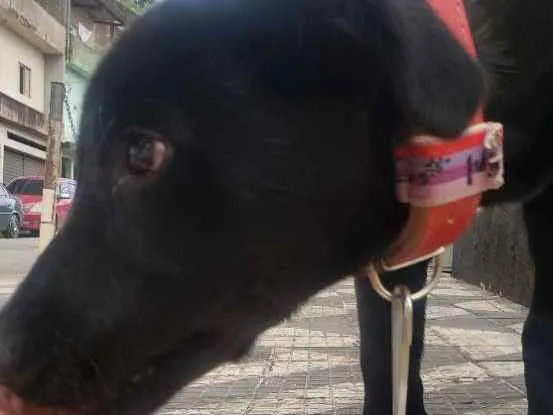 Cachorro ra a Labrador com golden idade 2 a 6 meses nome Lui
