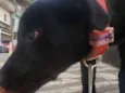 Lui