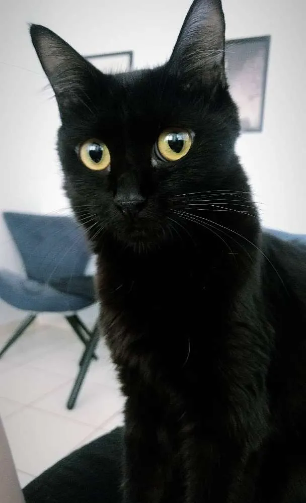 Gato ra a Siamês idade 2 anos nome Maizena/Pantera