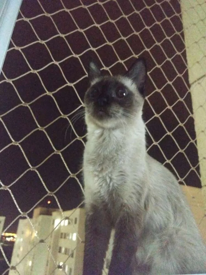 Gato ra a Siamês idade 2 anos nome Maizena/Pantera