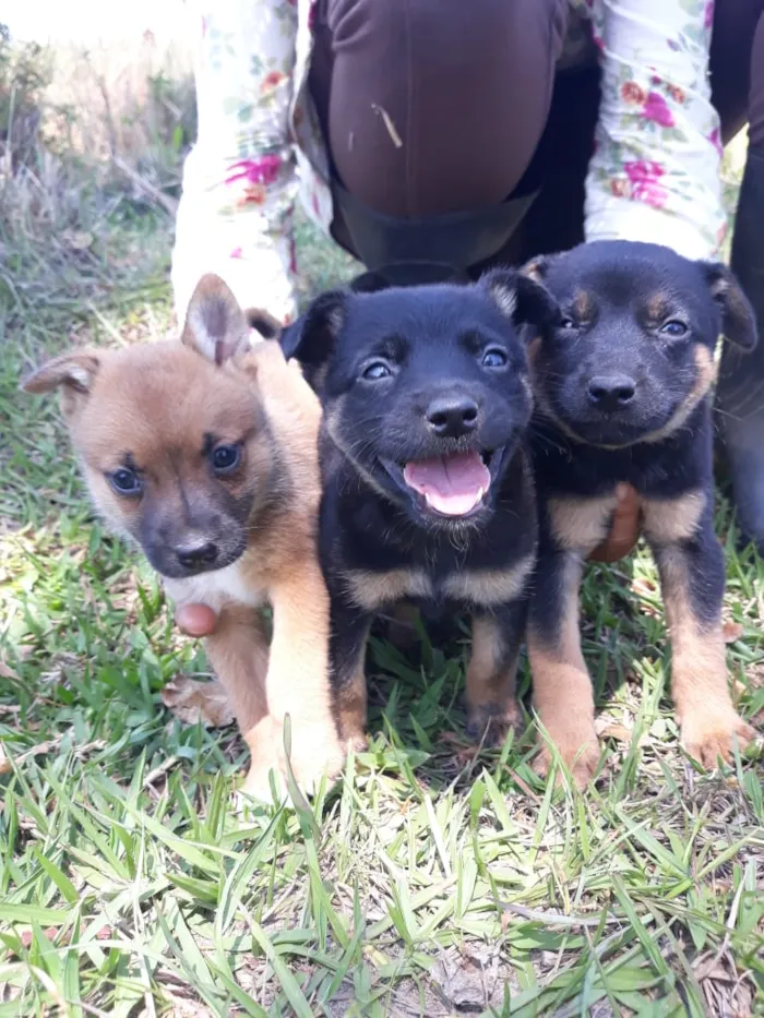 Cachorro raça Srd idade Abaixo de 2 meses nome Sem nome