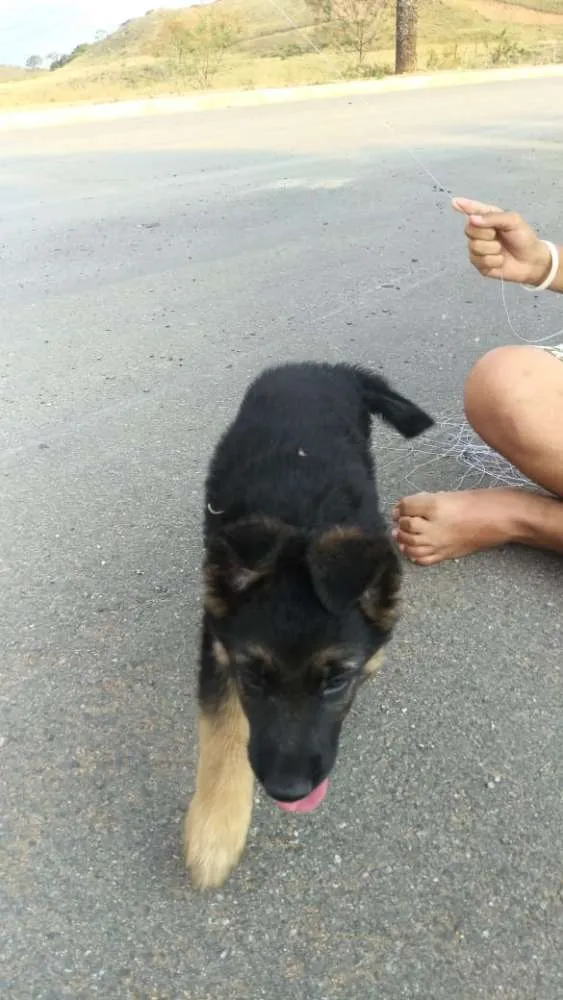 Cachorro ra a Pastor alemão idade 2 a 6 meses nome Sagat