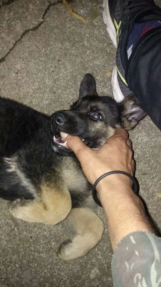 Cachorro ra a Pastor alemão idade 2 a 6 meses nome Sagat