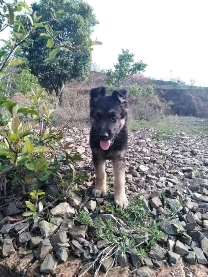 Cachorro ra a Pastor alemão idade 2 a 6 meses nome Sagat