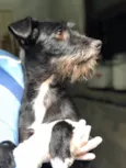 Cachorro raça Srd idade  nome Cristal