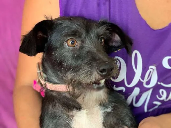 Cachorro raça Srd idade  nome Cristal