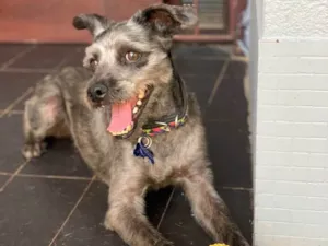 Cachorro raça Std idade  nome Lino