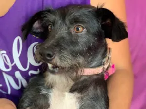 Cachorro raça Srd idade  nome Cristal