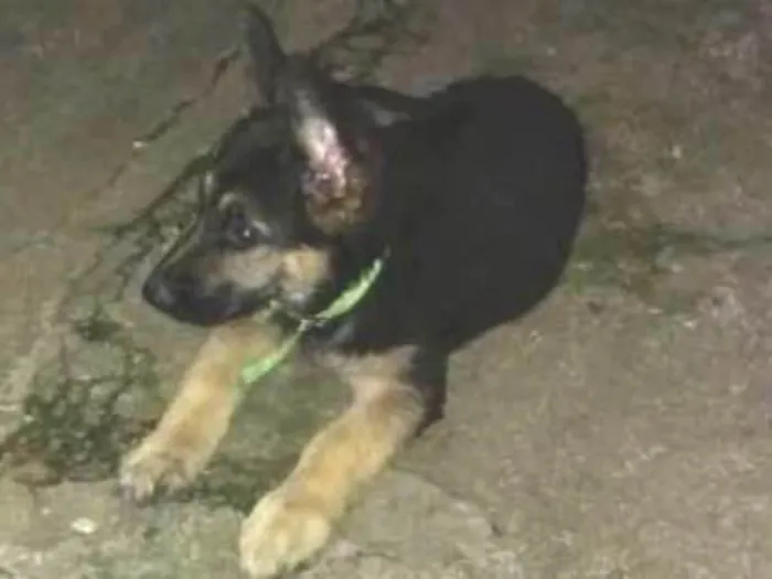 Cachorro ra a Pastor alemão idade 2 a 6 meses nome Sagat