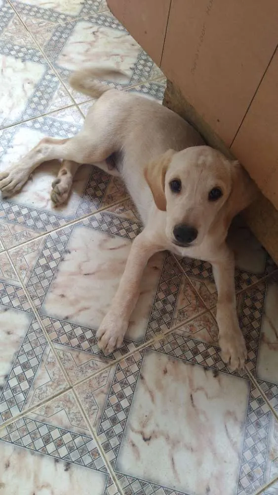 Cachorro ra a Labrador idade 2 a 6 meses nome Will