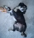 Joca