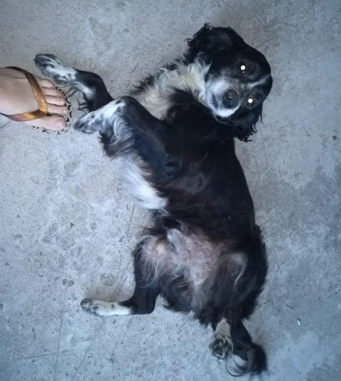 Cachorro ra a Cocker idade 6 ou mais anos nome Joca