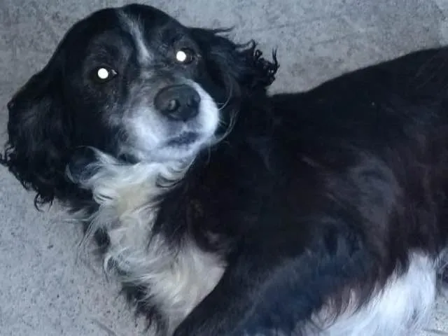 Cachorro ra a Cocker idade 6 ou mais anos nome Joca