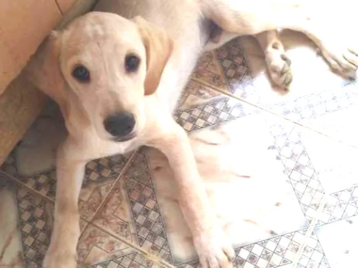 Cachorro ra a Labrador idade 2 a 6 meses nome Will