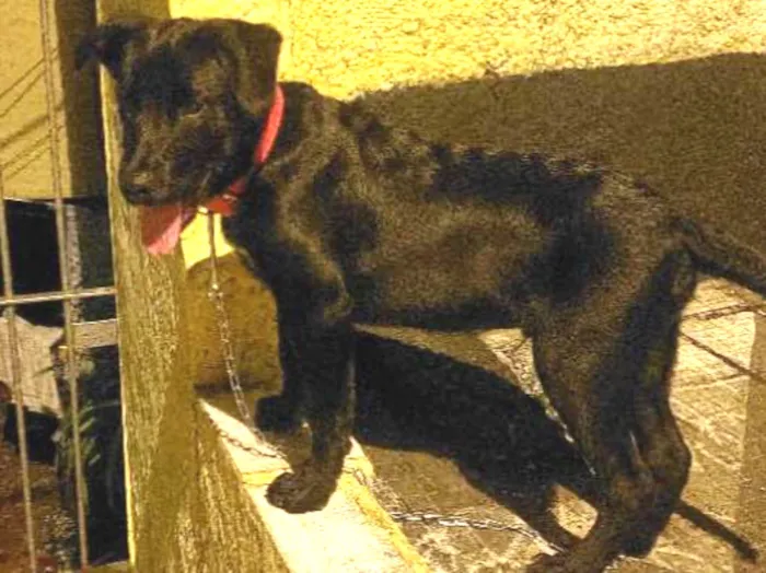 Cachorro ra a Labrador com golden idade 2 a 6 meses nome Lui