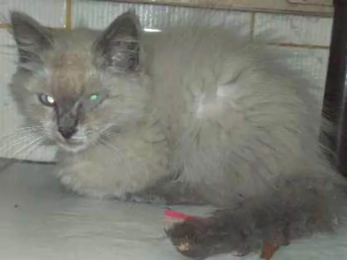 Gato ra a Vira lata idade 2 a 6 meses nome Gatinho sem nome