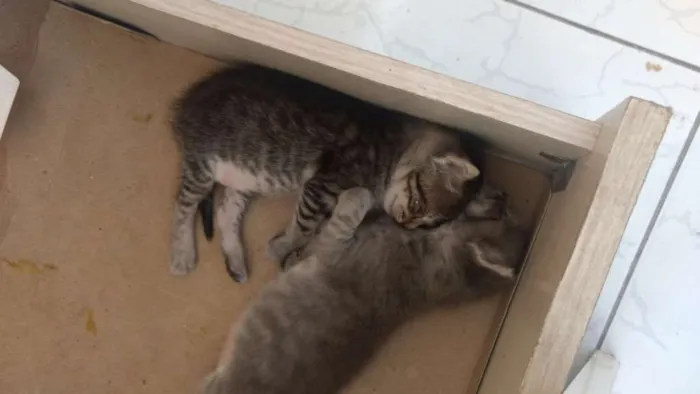 Gato ra a SDR idade 2 a 6 meses nome Sem nome
