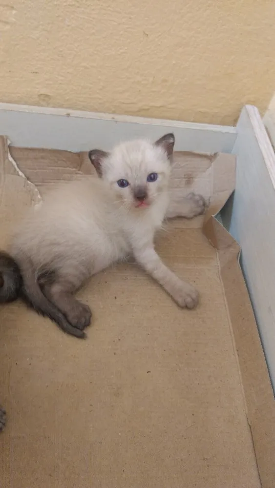 Gato ra a SDR idade 2 a 6 meses nome Sem nome