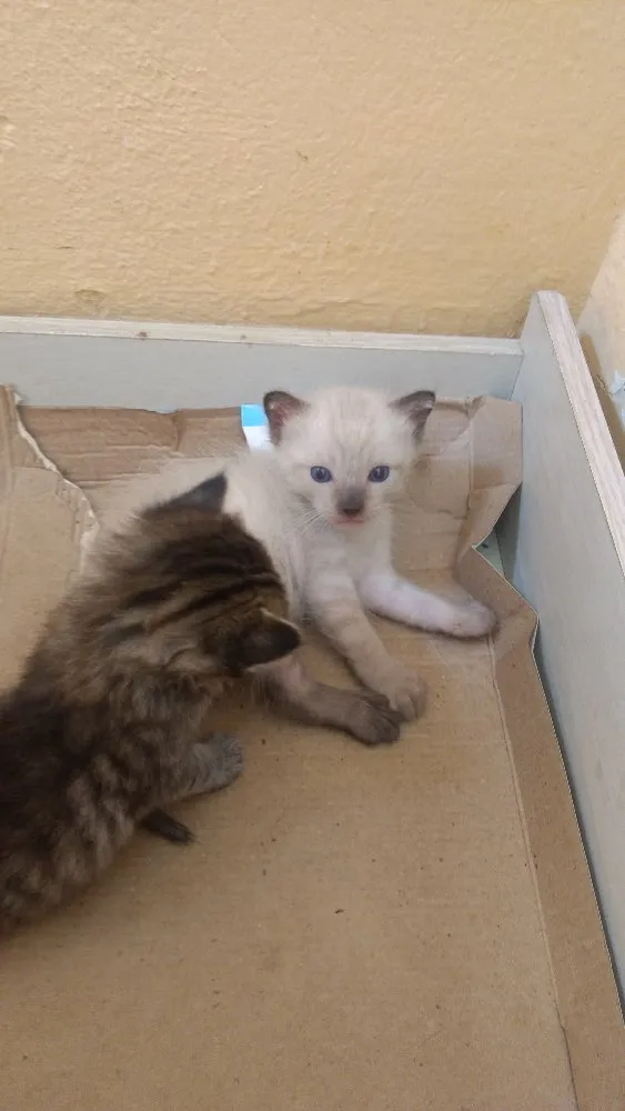 Gato ra a SDR idade 2 a 6 meses nome Sem nome