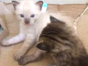 Gato raça SDR idade 2 a 6 meses nome Sem nome