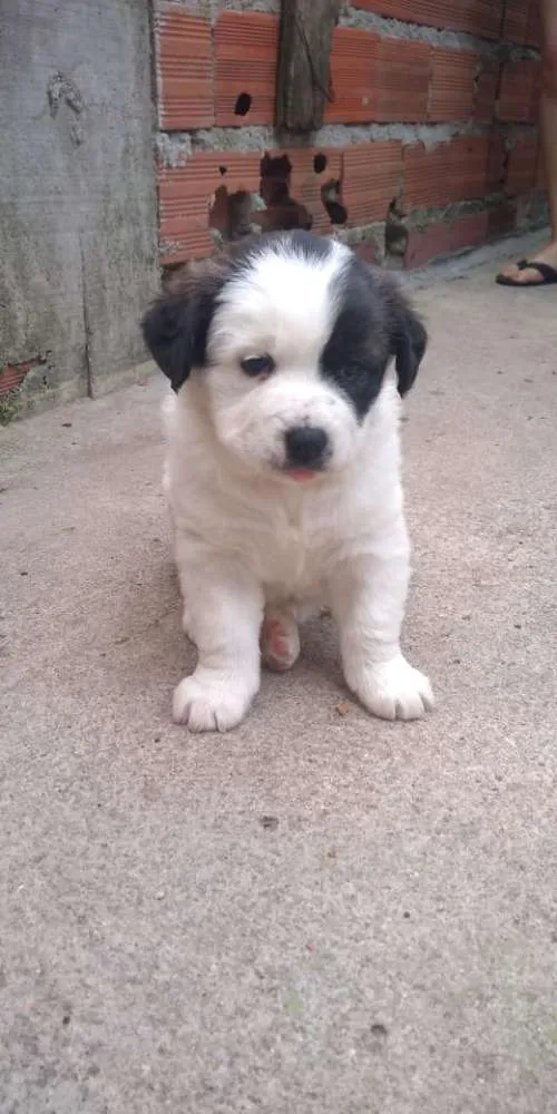 Cachorro ra a SRD  idade 2 a 6 meses nome nenens
