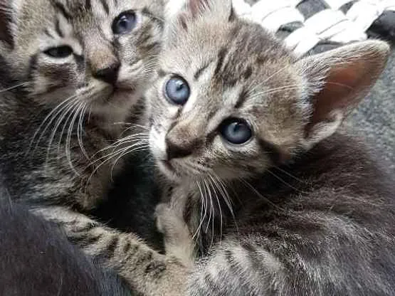 Gato raça Srd idade  nome Tigradinha