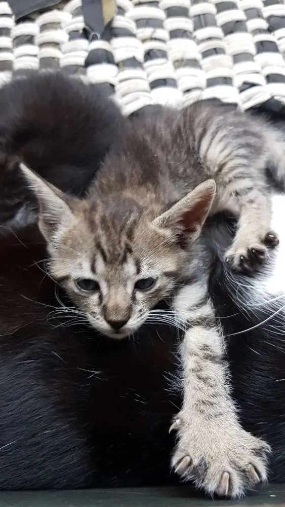 Gato raça Srd idade  nome Tigradinha