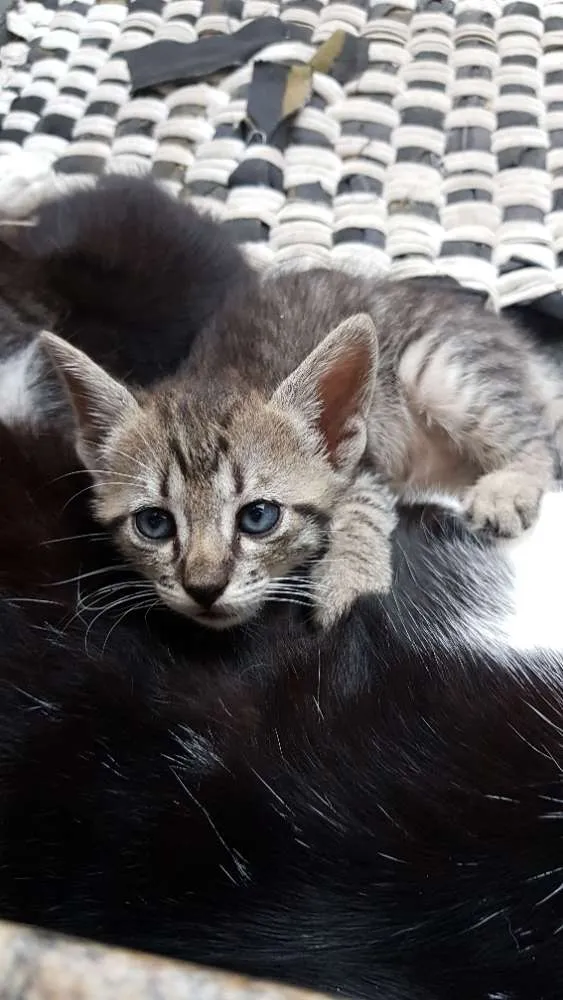 Gato raça Srd idade  nome Tigradinha
