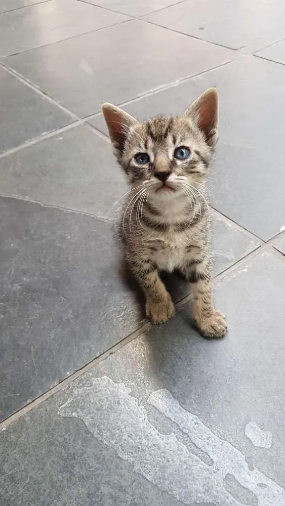 Gato raça Srd idade  nome Tigradinha