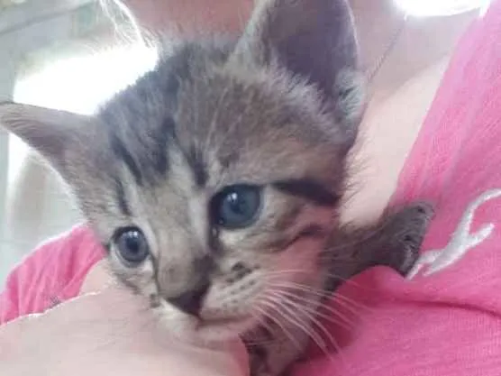 Gato raça Srd idade  nome Tigradinha