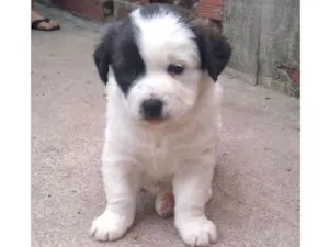 Cachorro raça SRD  idade 2 a 6 meses nome nenens