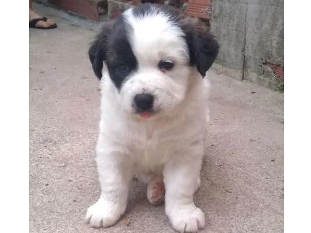 Cachorro ra a SRD  idade 2 a 6 meses nome nenens