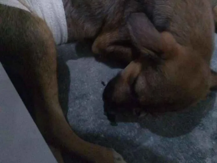 Cachorro raça Vira lata idade 2 a 6 meses nome Não tem nome