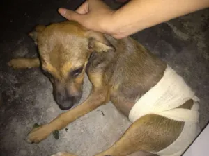 Cachorro raça Vira lata idade 2 a 6 meses nome Não tem nome